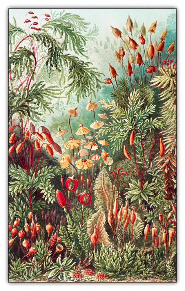 
                  
                    Load image into Gallery viewer, Muscinae–Laubmoose / A. Giltsch, gem from Kunstformen der Natur (1904) by Ernst Haeckel Puzzle - 66PCS - #6508
                  
                