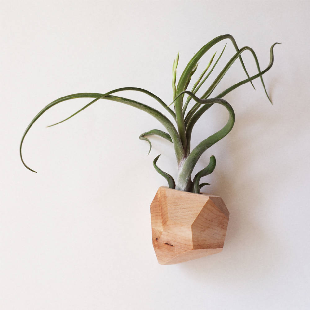 
                  
                    Load image into Gallery viewer, Georgia Air Plant Holder in Maple
                  
                