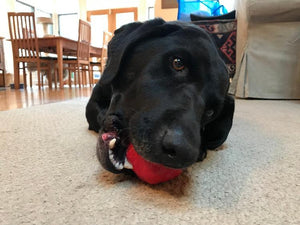 
                  
                    Load image into Gallery viewer, Asteroid Ultra Durable Rubber Chew Toy
                  
                