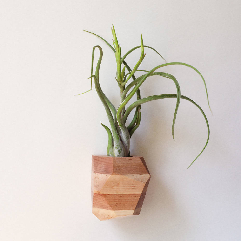 tree branch plant hanger Plant Hanger Macrame Pattern, Indoor/Outdoor