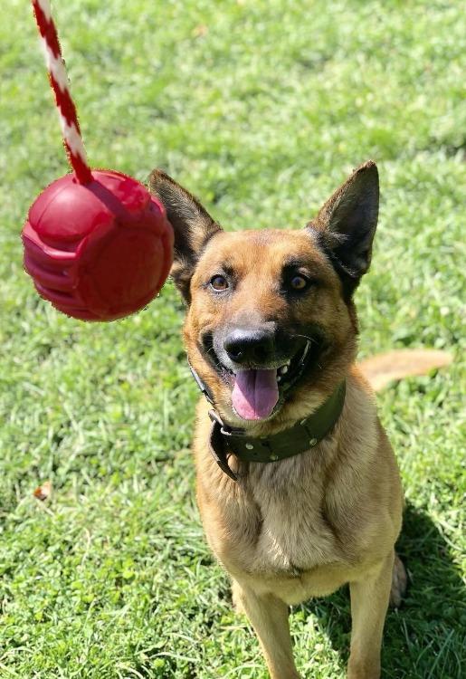 
                  
                    Load image into Gallery viewer, USA-K9 Stars and Stripes Ultra-Durable Rubber Chew Ball
                  
                