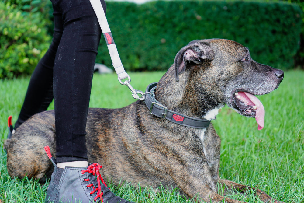 
                  
                    Load image into Gallery viewer, Junkyard Dog Leash - Classic Carabiner (non-locking)- Double handles
                  
                