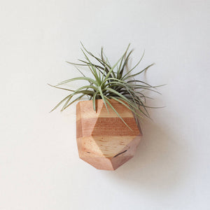 
                  
                    Load image into Gallery viewer, Georgia Air Plant Holder in Maple
                  
                