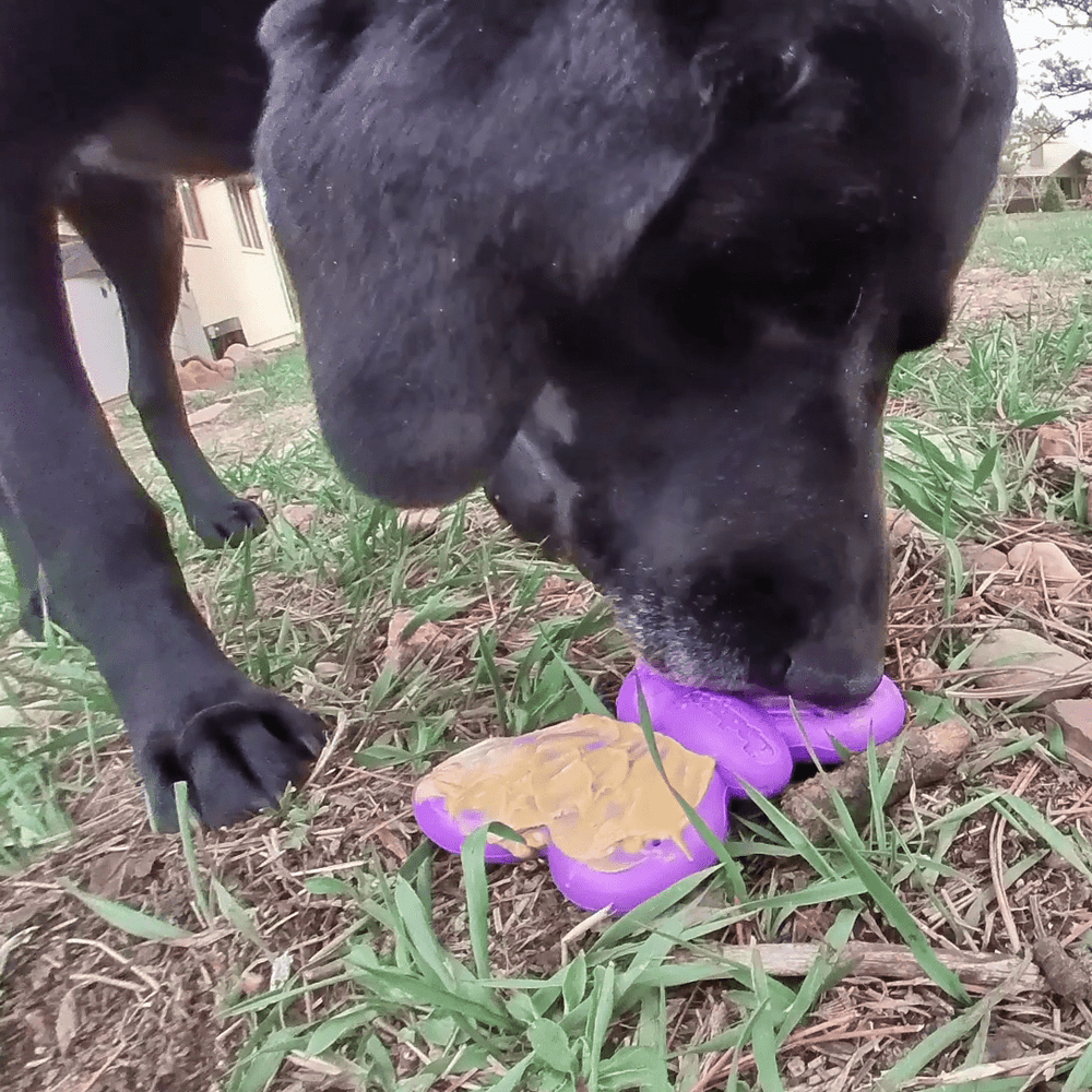 
                  
                    Load image into Gallery viewer, Butterfly eChew Durable Nylon Chew and Enrichment Toy
                  
                