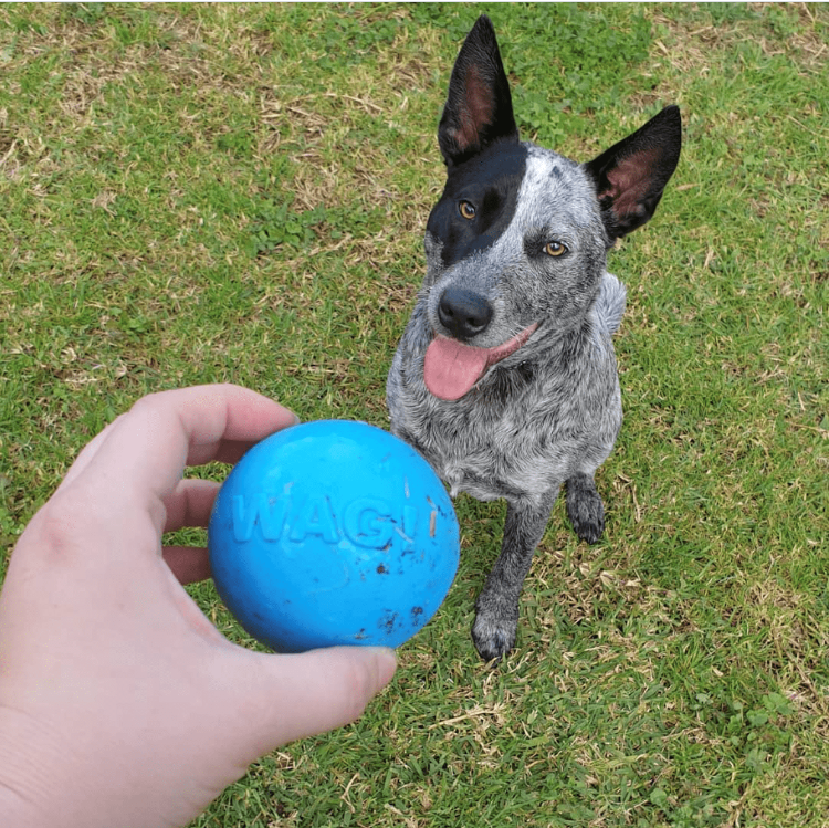 
                  
                    Load image into Gallery viewer, Wag Ball Ultra Durable Synthetic Rubber Chew Toy &amp;amp; Floating Retrieving Toy - Large - Blue
                  
                