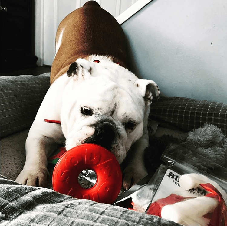
                  
                    Load image into Gallery viewer, Life Ring Durable Rubber Chew Toy &amp;amp; Treat Dispenser
                  
                