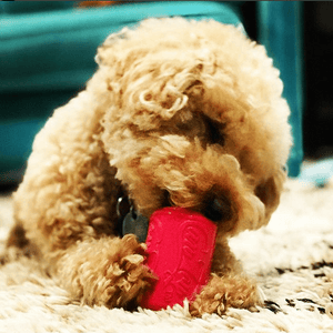 
                  
                    Load image into Gallery viewer, Puppy Can Toy Durable Rubber Chew Toy &amp;amp; Treat Dispenser For Teething Pups
                  
                